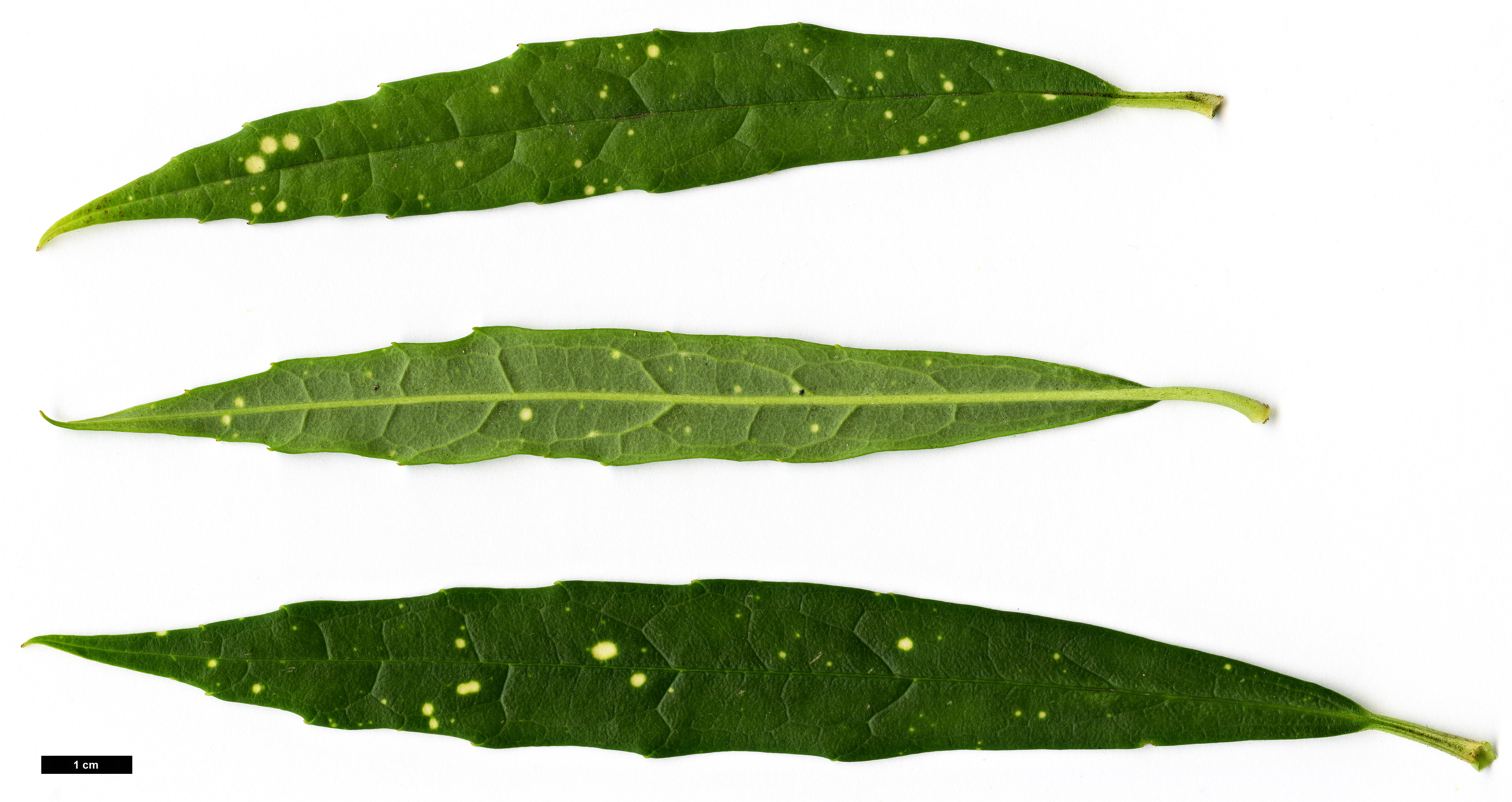 High resolution image: Family: Garryaceae - Genus: Aucuba - Taxon: himalaica - SpeciesSub: var. dolichophylla